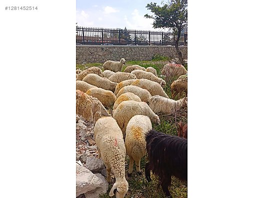 Pets & Livestock / Small Livestock / Sheep