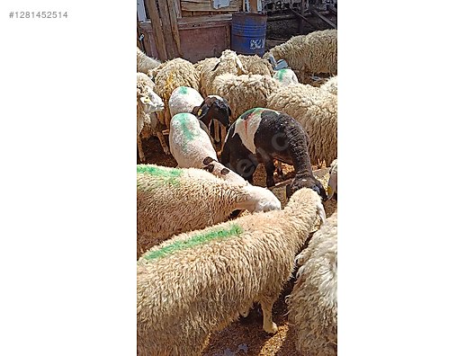 Pets & Livestock / Small Livestock / Sheep