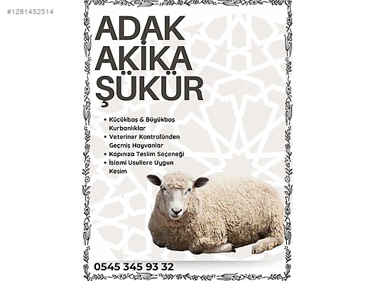 Pets & Livestock / Small Livestock / Sheep