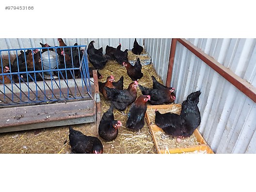 tavuk yumurtaya yeni baslayacak ataks tavuklar asili istedigin adet al sahibinden comda 979453166 tavuk yumurtaya yeni baslayacak ataks tavuklar asili istedigin adet al sahibinden comda 979453166