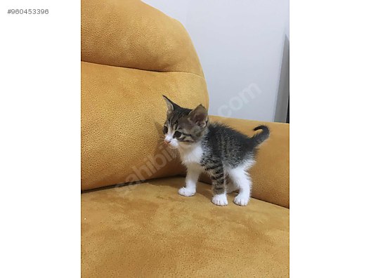 Kedi Diger Irklar Yavru Kediler Sahibinden Comda 960453396 Kedi Diger Irklar Yavru Kediler Sahibinden Comda 960453396