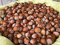 Bu Senenin Hasatı Kandıra Kabuklu Fındığı