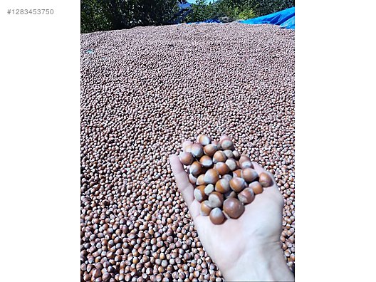 İkinci El ve Sıfır Alışveriş / Yiyecek & İçecek / Kuruyemiş