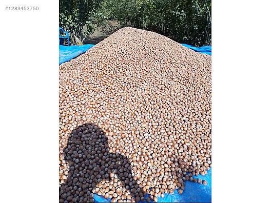 İkinci El ve Sıfır Alışveriş / Yiyecek & İçecek / Kuruyemiş