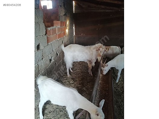 keci 1 teke 3 keci zana sahibinden comda 980454206 keci 1 teke 3 keci zana sahibinden comda 980454206