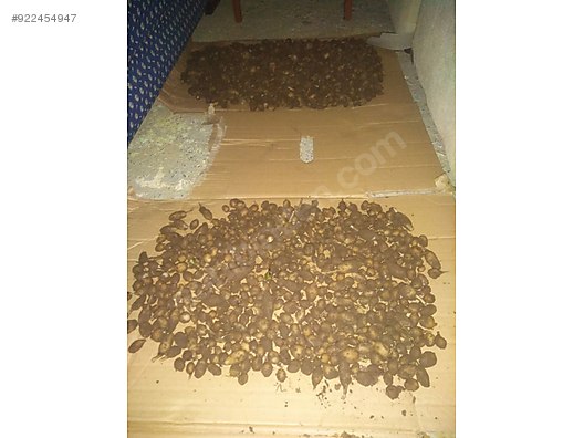 ureticiden salep tohumu bahce malzemeleri sahibinden com da 922454947 ureticiden salep tohumu bahce malzemeleri sahibinden com da 922454947