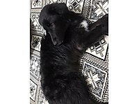 Ucretsiz Golden Retriever Kopek Sahiplendirme Ilanlari Sahibinden Com