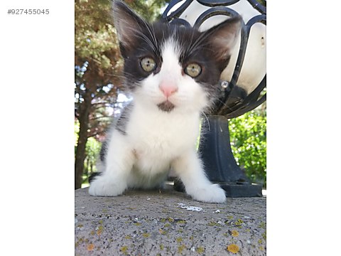 kedi bombay kedi sahiplendirme sahibinden comda 927455045