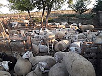 Satilik Kucukbas Hayvanlar Ilanlari Sahibinden Com 6