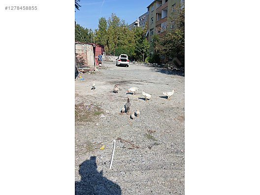 Pets & Livestock / Poultry & Fowl / Chickens