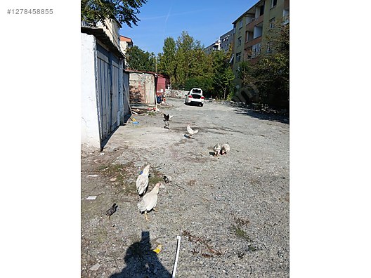 Pets & Livestock / Poultry & Fowl / Chickens