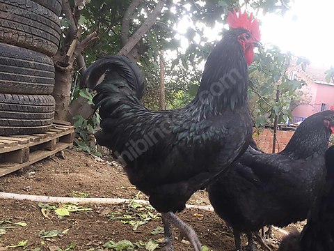 Horoz Satilik Orjinal Australorp Horoz Ve Tavuklar Sahibinden Comda 969458994 Horoz Satilik Orjinal Australorp Horoz Ve Tavuklar Sahibinden Comda 969458994