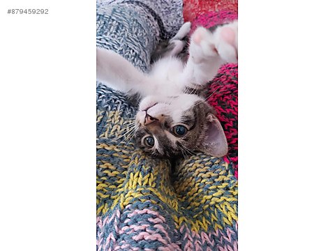 Kedi Melez Cok Acil Engelli Sahibinden Comda 879459292