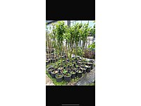 Aşılı meyve fidanı