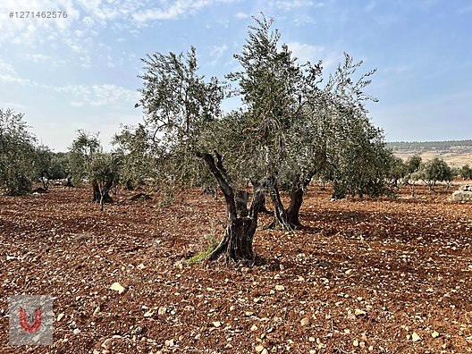 HELVACIOĞLU MAH'DE SATILIK İMARLI HAM ARAZİ #1271462576