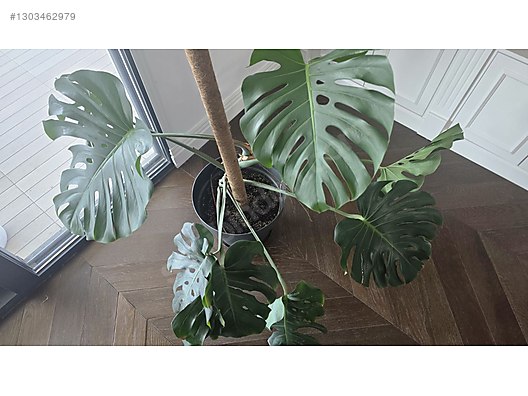 monstera canl iek sahibinden.comda - 1303462979
