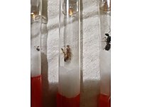 KRALİÇE KARINCA çeşitleri için açıklamayı oku #1274463070