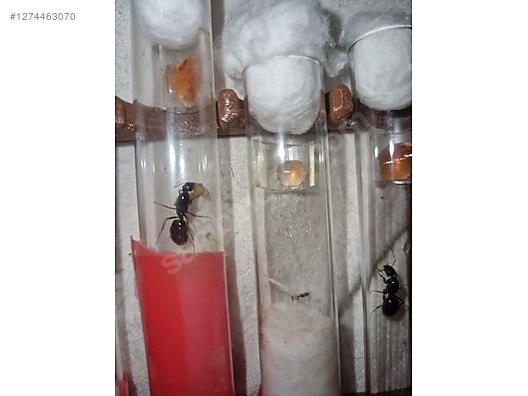 Pets & Livestock / Insects / Ants