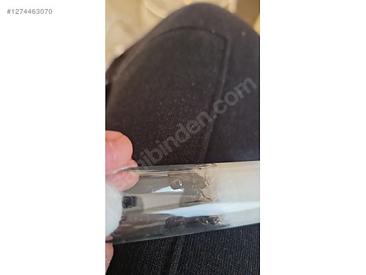 Pets & Livestock / Insects / Ants