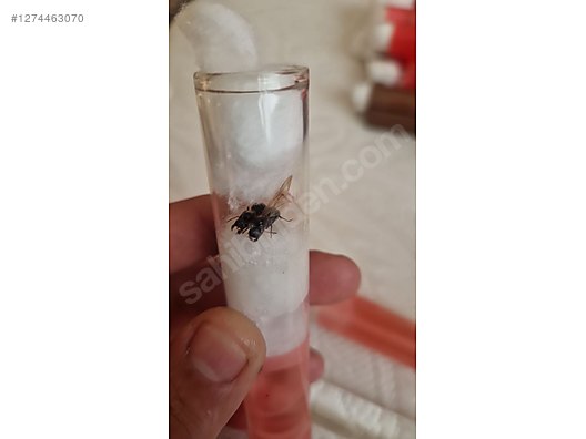 Pets & Livestock / Insects / Ants