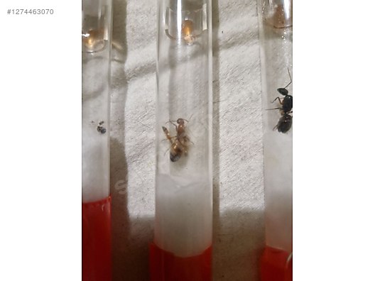 Pets & Livestock / Insects / Ants