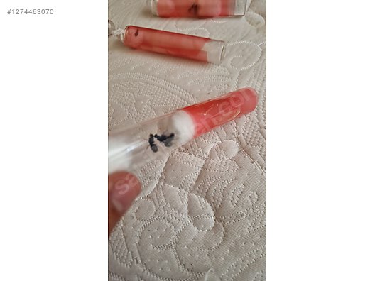 Pets & Livestock / Insects / Ants