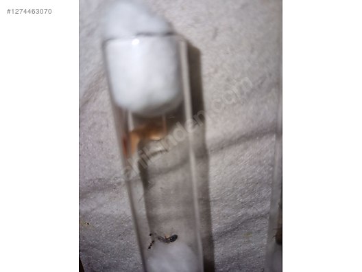 Pets & Livestock / Insects / Ants