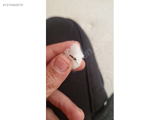 Pets & Livestock / Insects / Ants