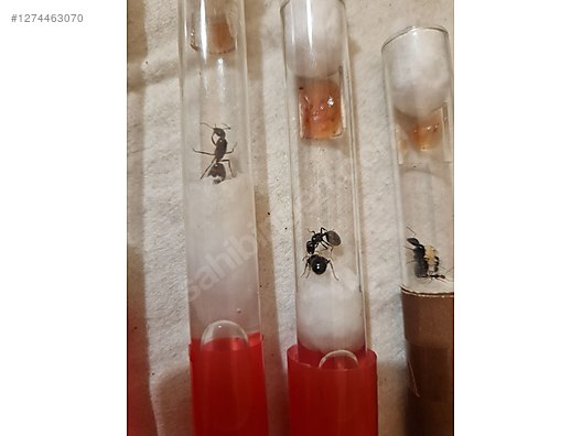 Pets & Livestock / Insects / Ants