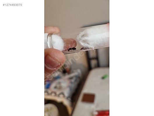 Pets & Livestock / Insects / Ants