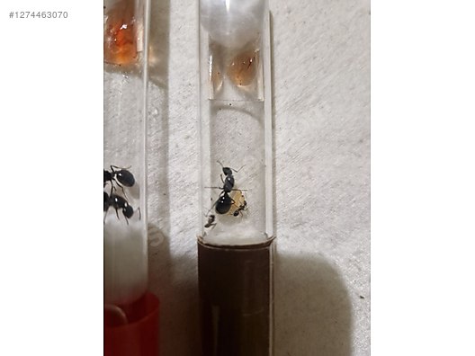 Pets & Livestock / Insects / Ants