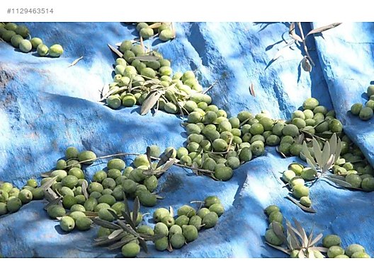 İkinci El ve Sıfır Alışveriş / Yiyecek & İçecek / Şarküteri / Zeytinyağı