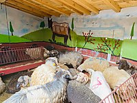 DEPODAN UYGUN FİYATA ADAK KURBAN SATIŞ VE KESİM YERİ #1272463608