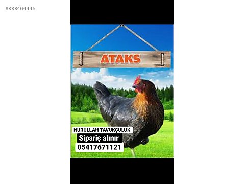 Tavuk Nurullah Tavukculuk Ataks Suseks Tavuklarimiz Satista Sahibinden Comda 888464445