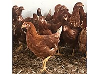 Istanbul Satilik Tavuk Cinsleri Ve Fiyatlari Sahibinden Com Da Istanbul Satilik Tavuk Cinsleri Ve Fiyatlari Sahibinden Com Da