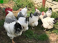 Balikesir Satilik Tavuk Cinsleri Ve Fiyatlari Sahibinden Com Da