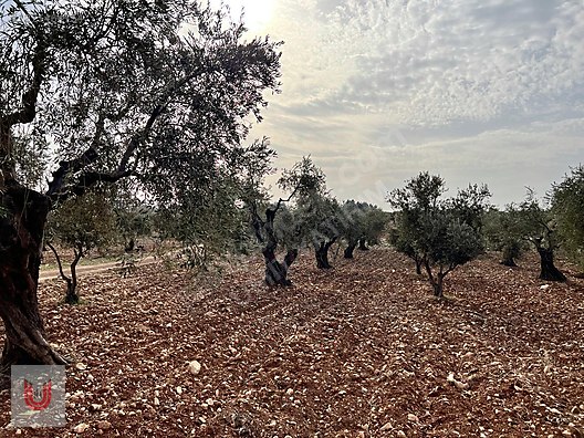 ACİLL!!! ÜMİT YATIRIMDAN HELVACIOĞLU MAH DE SATILIK İMARLI ARAZİ #1271464754