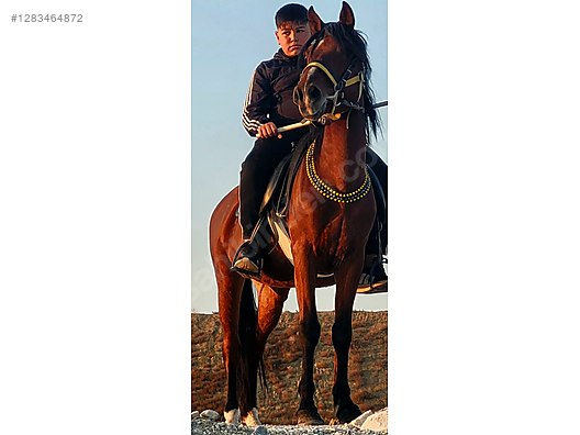 Hayvanlar Alemi / Büyükbaş Hayvanlar / At