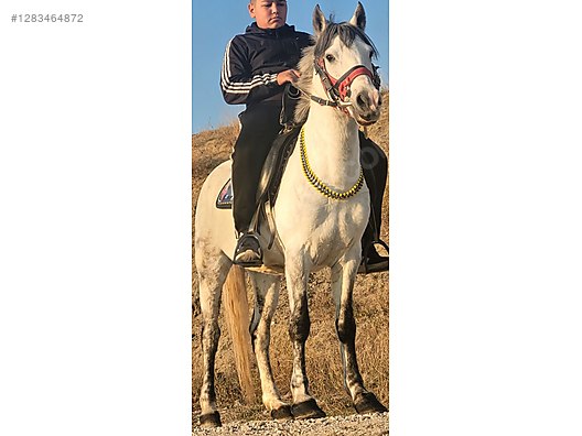 Hayvanlar Alemi / Büyükbaş Hayvanlar / At