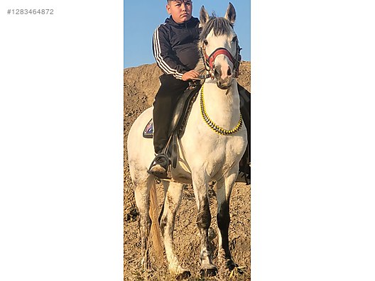 Hayvanlar Alemi / Büyükbaş Hayvanlar / At