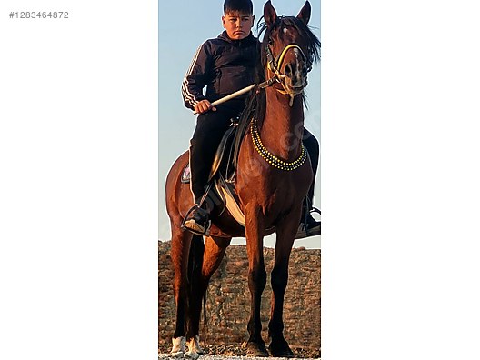 Hayvanlar Alemi / Büyükbaş Hayvanlar / At