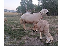 MERT ADAK İSLAMİ USULLERE UYGUN AKİKA ŞÜKÜR ŞİFA SADAKA KURBANI #1283464975