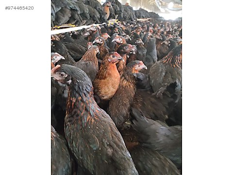 Cuikrycov Sdtm Cuikrycov Sdtm