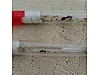 Pets & Livestock / Insects / Ants
