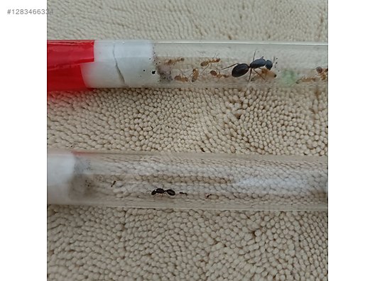 Pets & Livestock / Insects / Ants