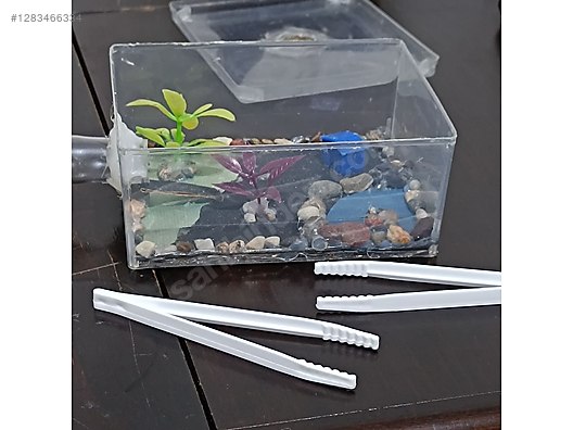 Pets & Livestock / Insects / Ants