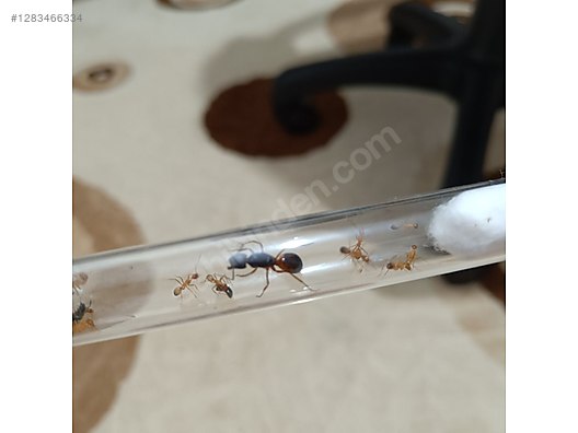 Pets & Livestock / Insects / Ants