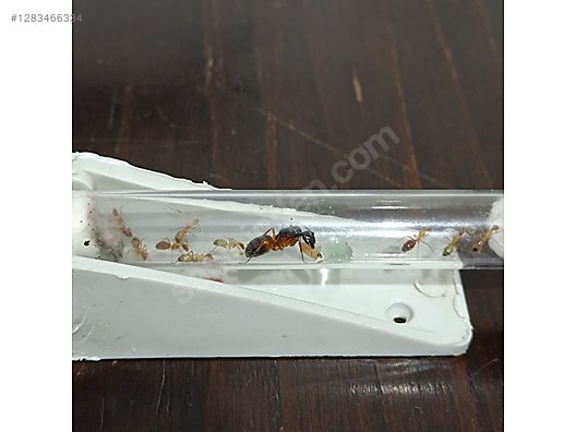 Pets & Livestock / Insects / Ants