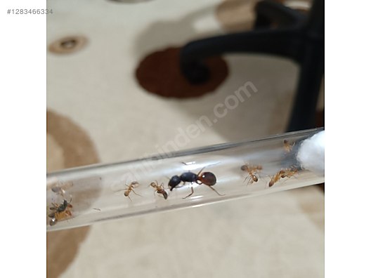 Pets & Livestock / Insects / Ants