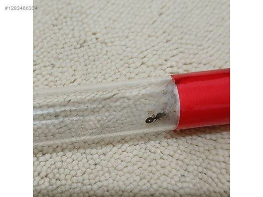 Pets & Livestock / Insects / Ants